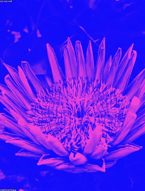 King Protea