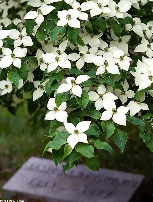 Kousa Dogwood
