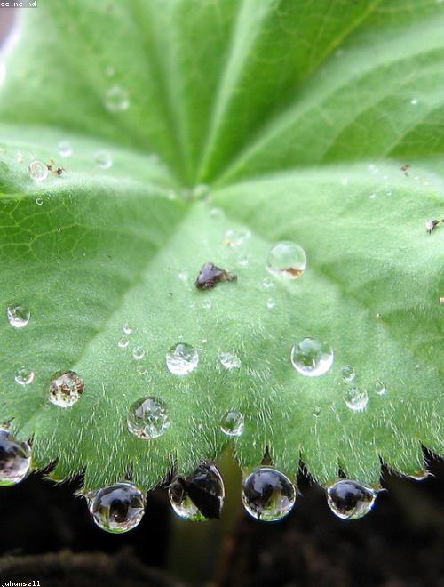 Lady’s Mantle