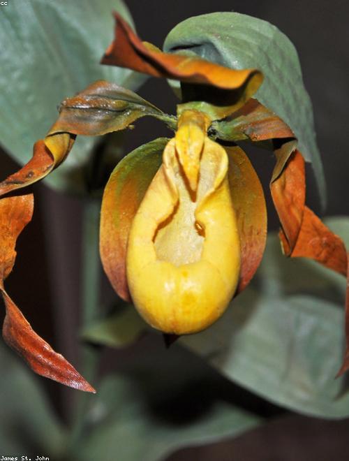 Ladys Slipper Orchid