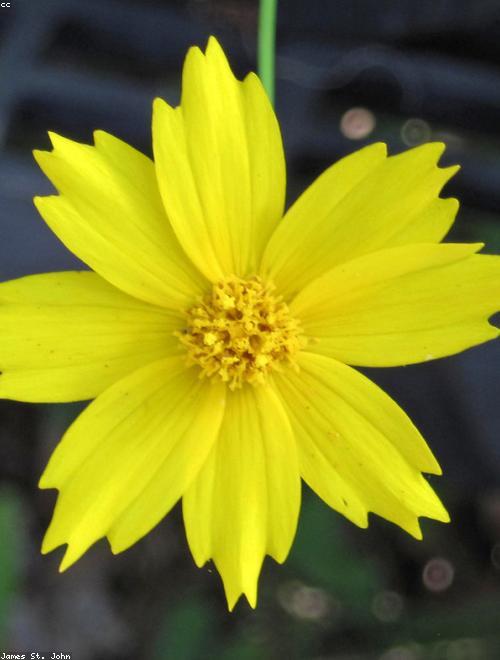 Lance-Leaf Tickseed