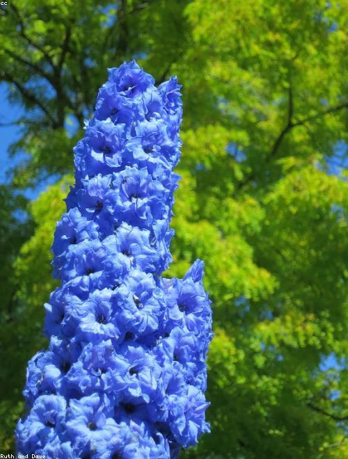 Larkspur