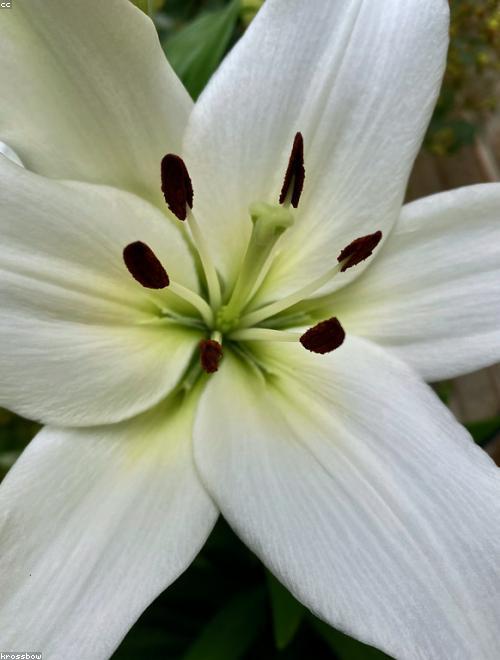 White Lily