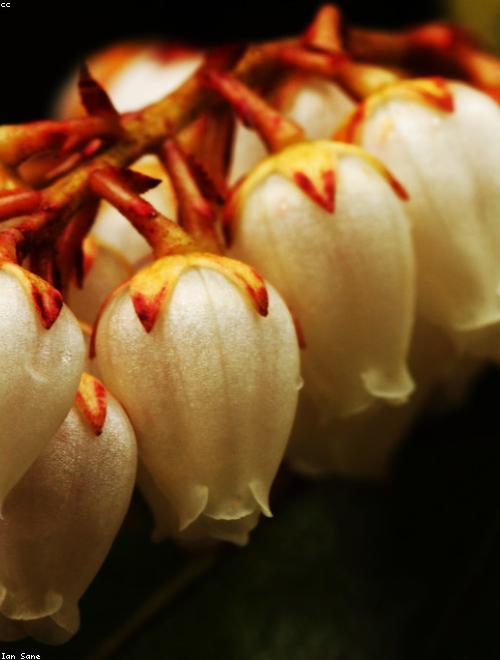 Lily of the Valley