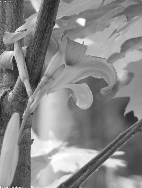 Lily Tree