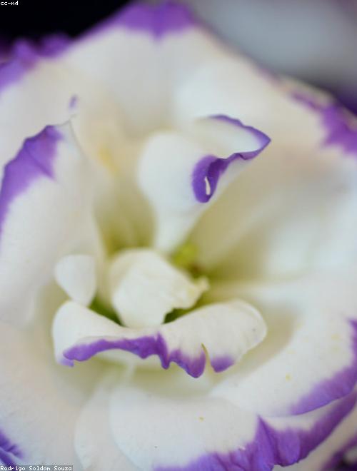 Lisianthus
