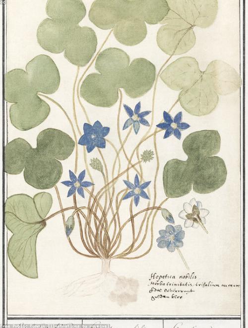 Liverleaf