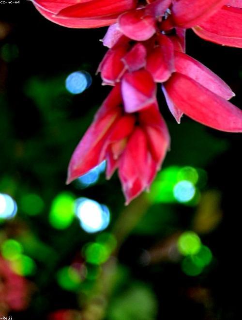 Love Lies Bleeding