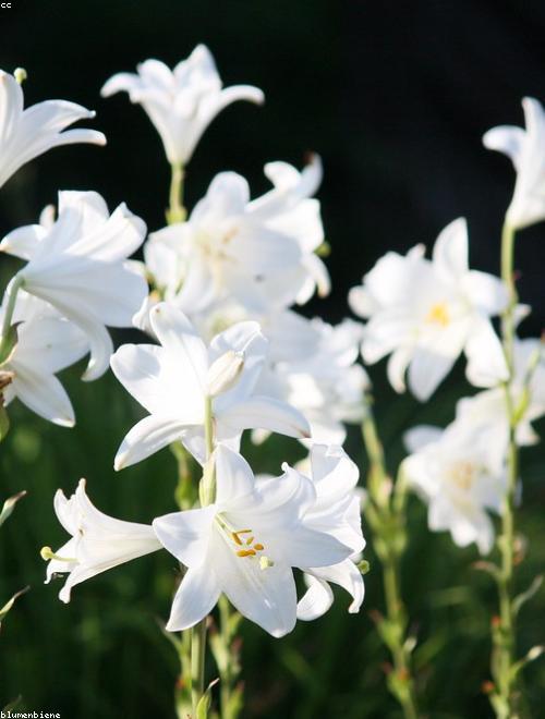 Madonna Lily