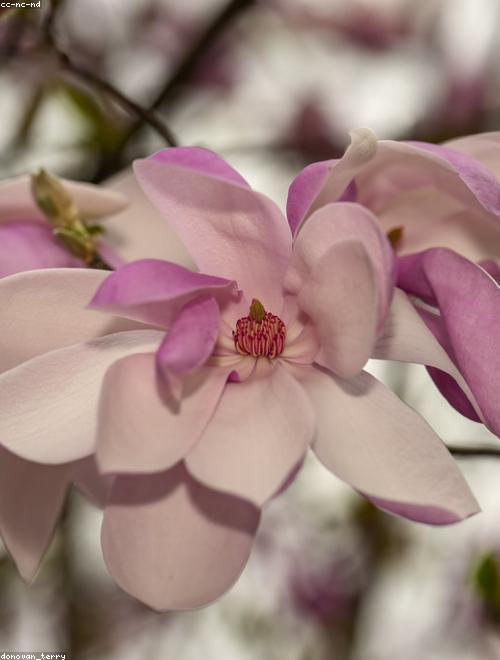 Magnolia
