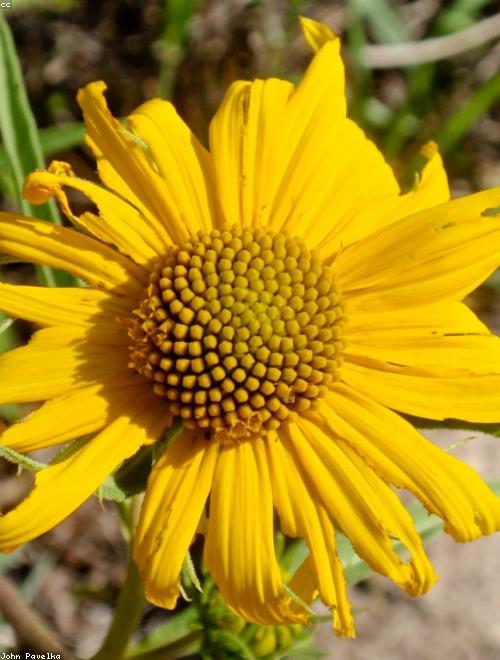 Maximilian Sunflower