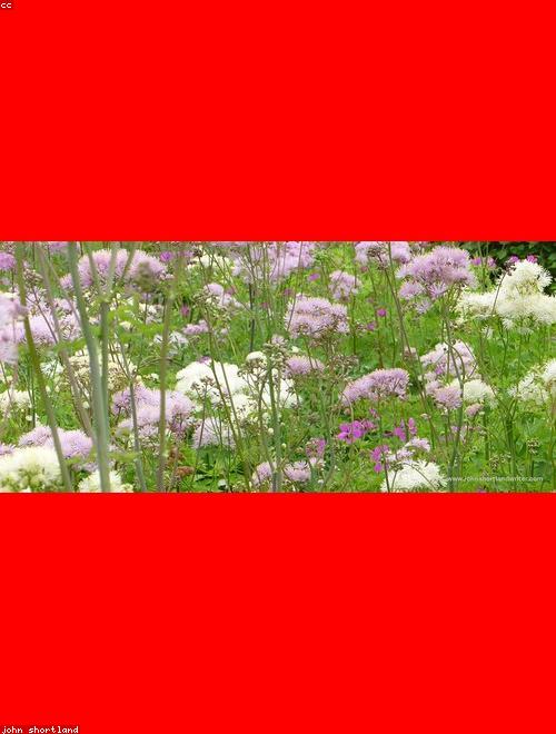 Meadow Rue
