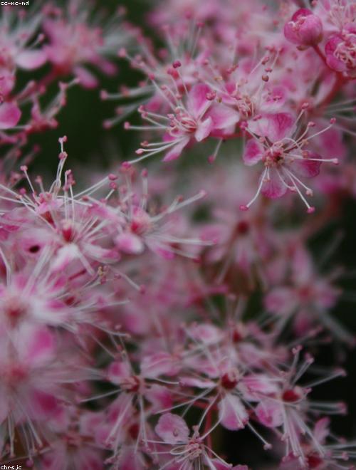 Meadowsweet