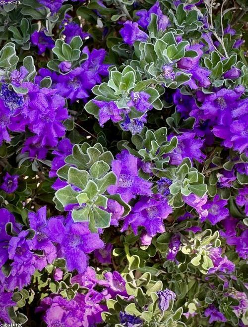 Mexican Bush Sage