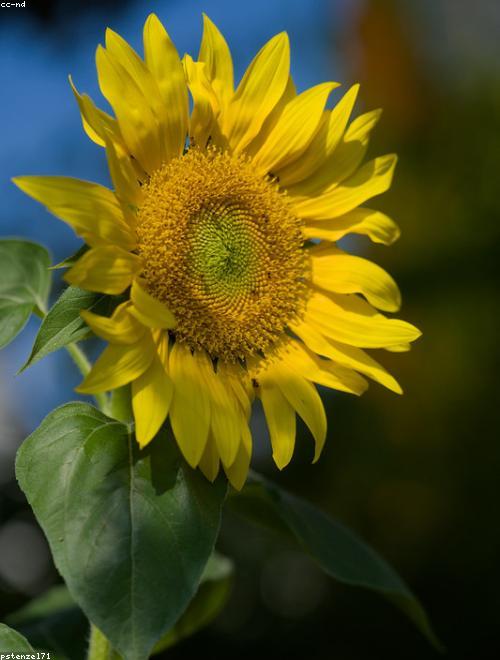 Mexican Sunflower