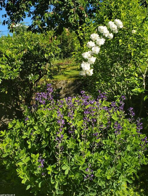 Mock Orange
