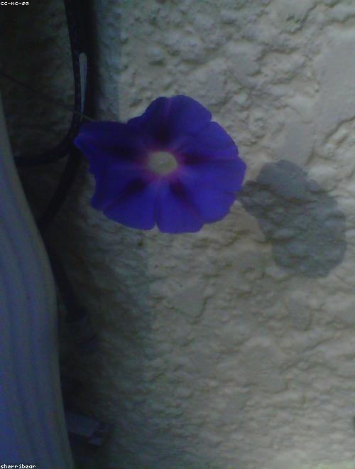 Morning Glory