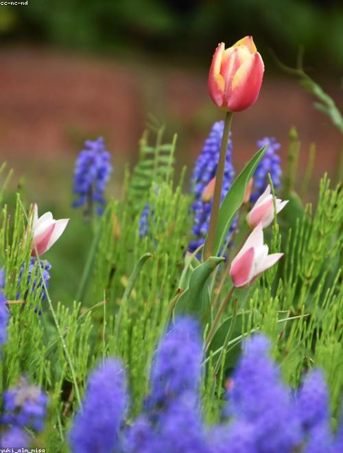 Muscari