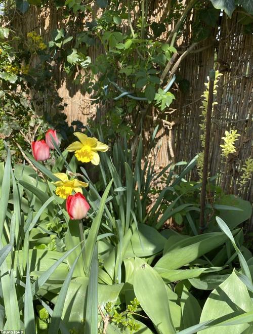 Narcissus