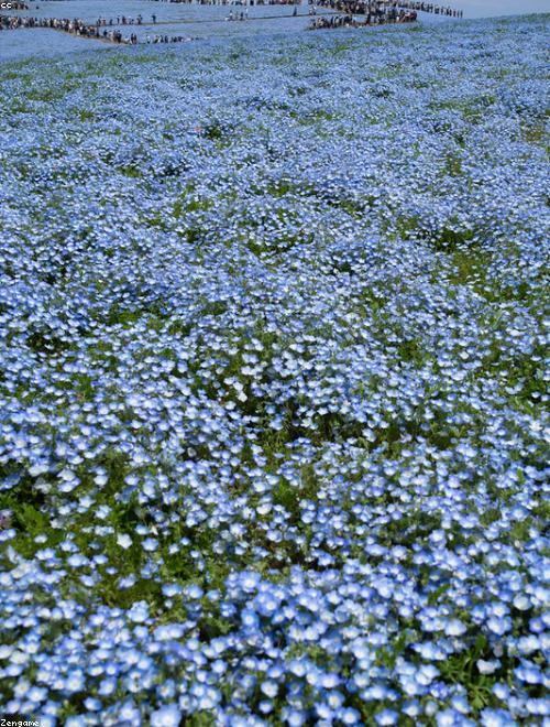 Nemophila