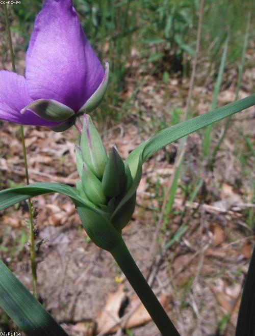 Ohio Spiderwort