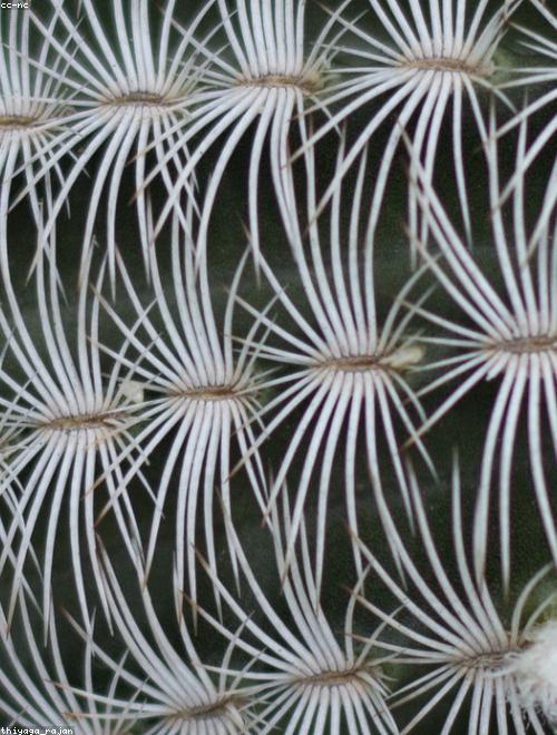 Old Lady Cactus
