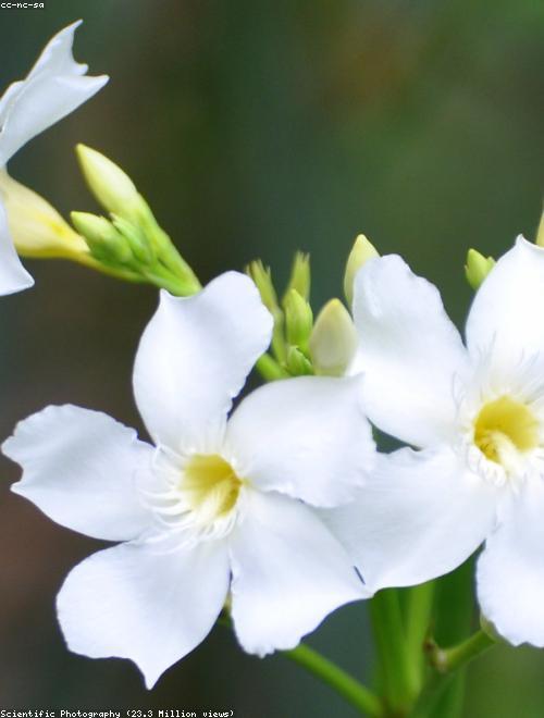 Oleander