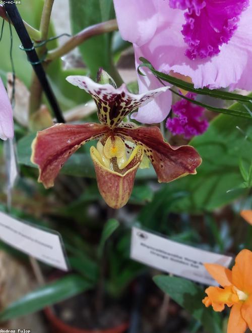 Orchid