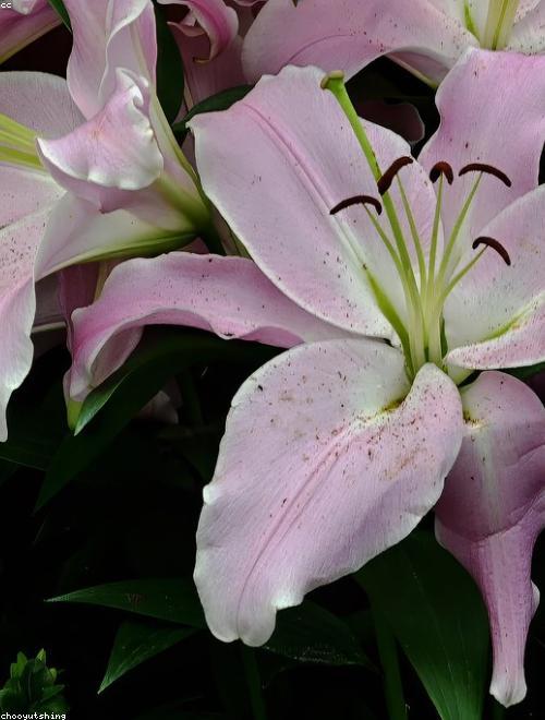 Oriental Lily