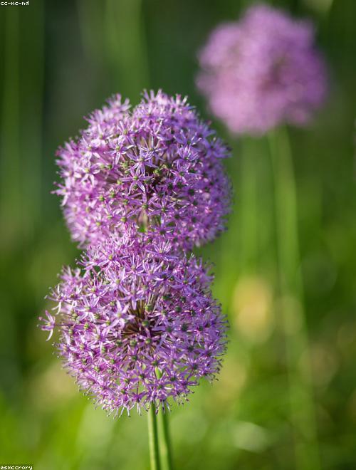 Ornamental Onion
