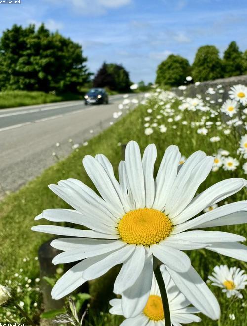 Ox-Eye Daisy