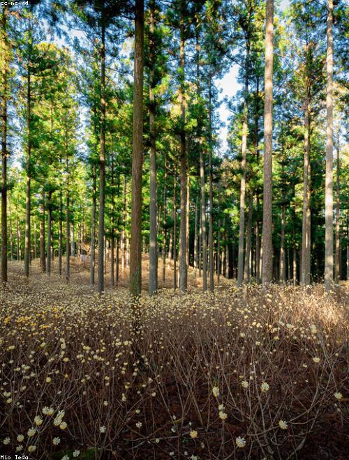 Paperbush