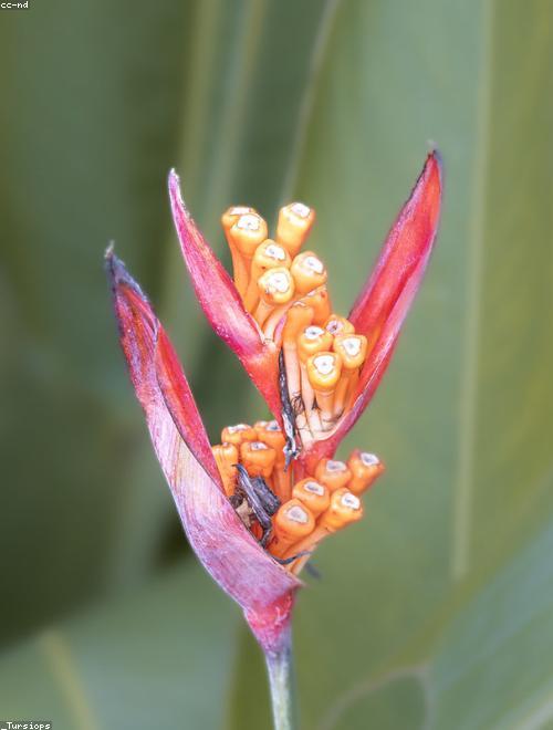 Parrots Beak