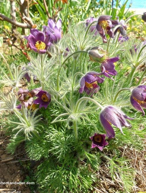 Pasque Flower