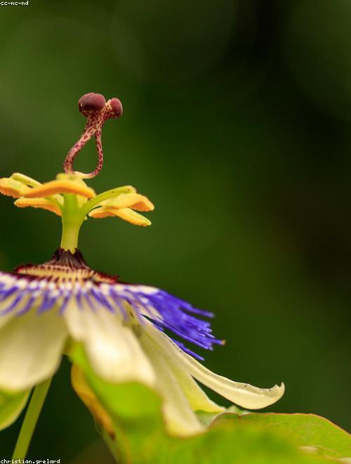 Passionflower