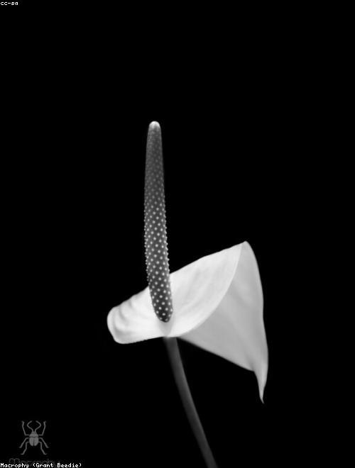 Peace Lily