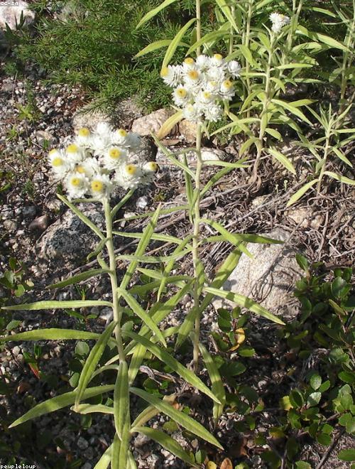 Pearly Everlasting