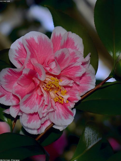 Persian Buttercup