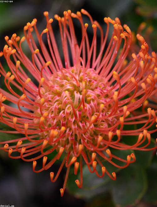 Pincushion Flower