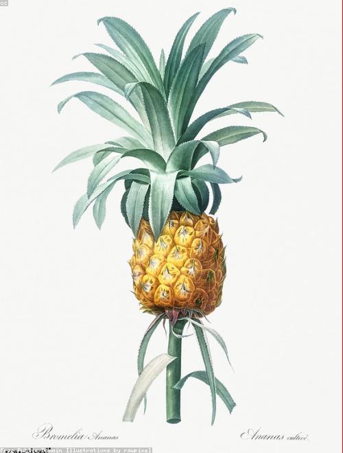 Pineapple Lily