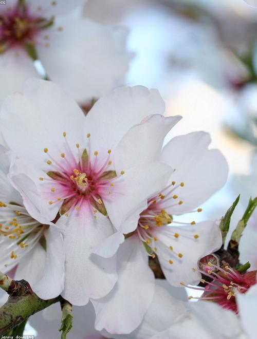 Pink Flowering Almond