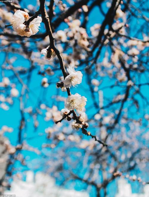 Plum Blossom