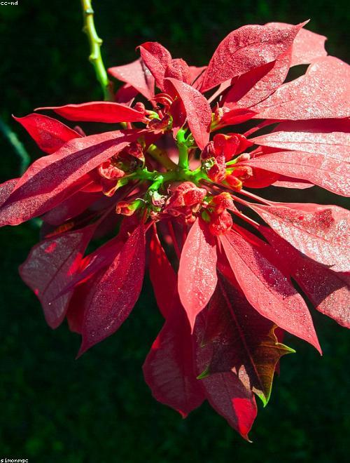 Poinsettia