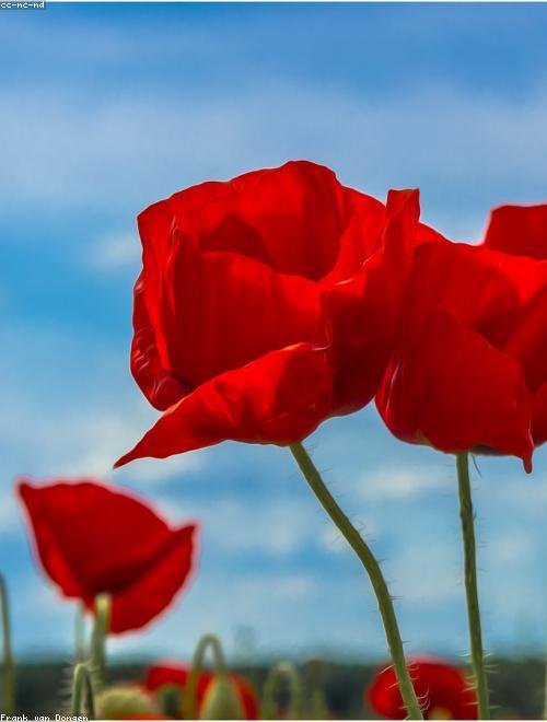 Poppy Anemone