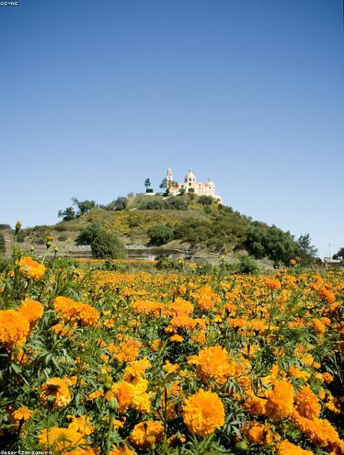Pot Marigold