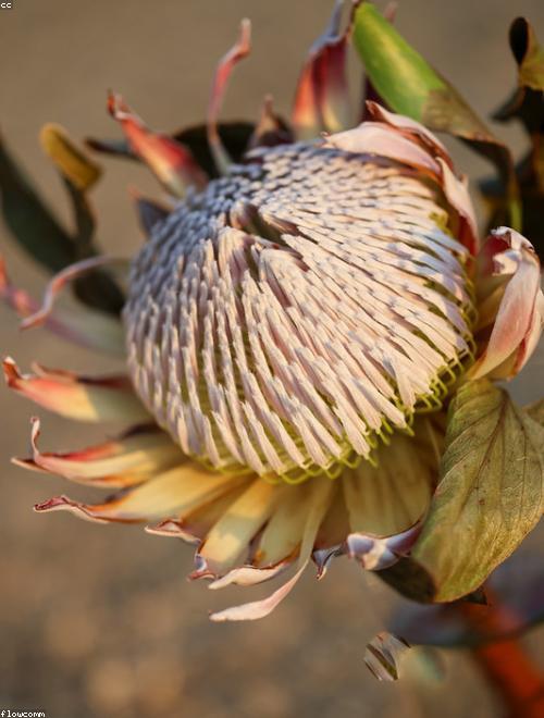 Protea
