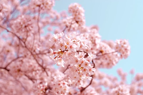 Peach Blossom