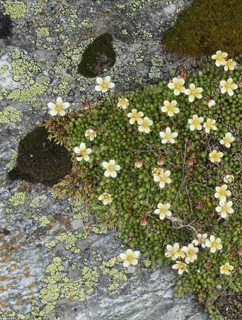 Purple Mountain Saxifrage