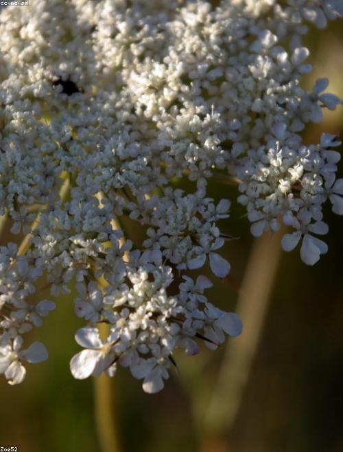 Queen Anne’s Lace