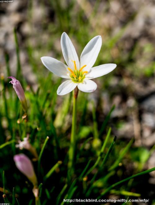 Rain Lily